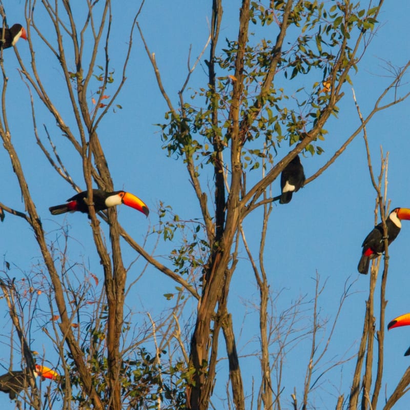 Toucans