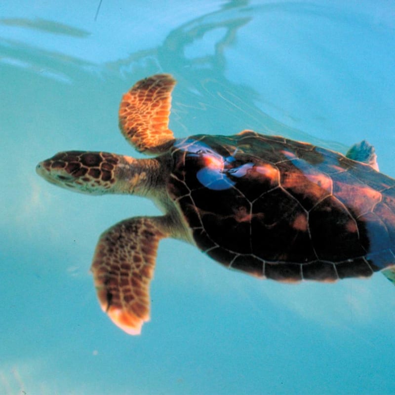Turtle - Praia do Forte Eco Resort & Thalasso Spa