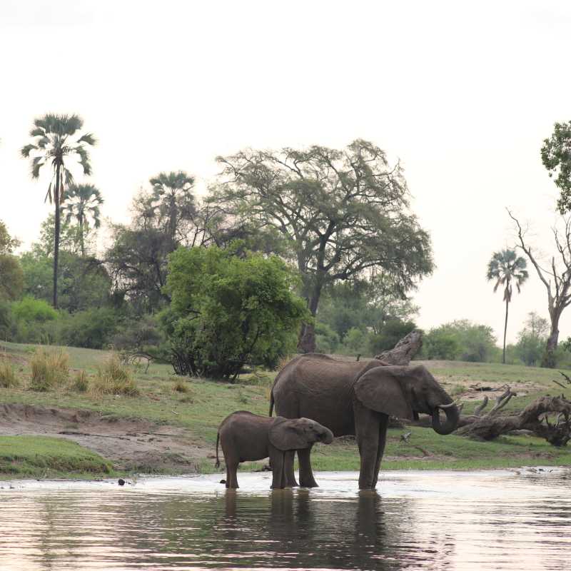 Elephants in Victoria Falls, Zimbabwe