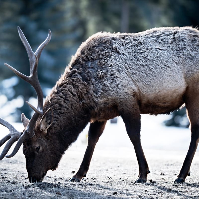 Wildlife - Fairmont Jasper Park Lodge