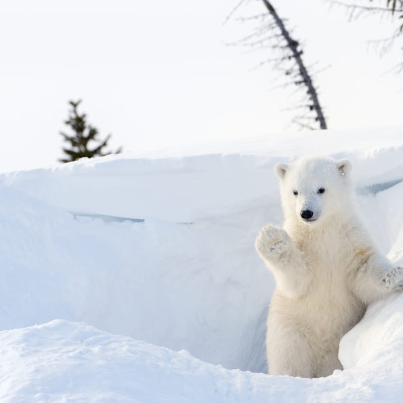 Polar bear cub - Nanuk Polar Bear Lodge