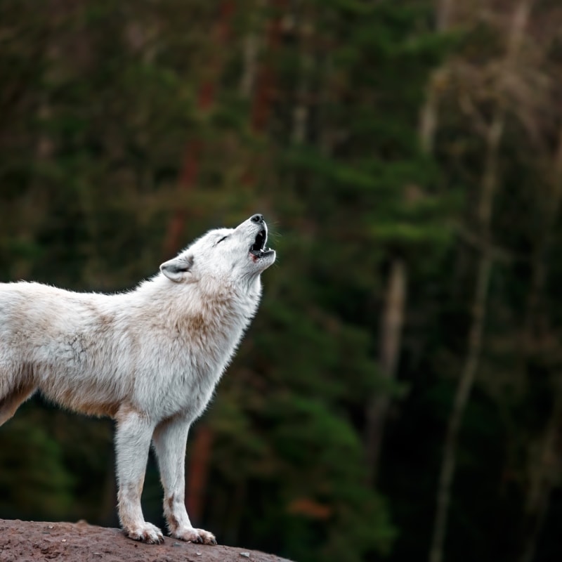 Arctic wolf - Nanuk Polar Bear Lodge