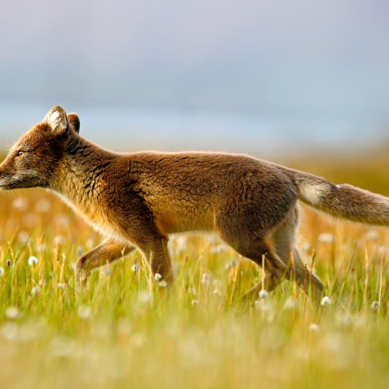 Arctic Fox - Nanuk Polar Bear Lodge