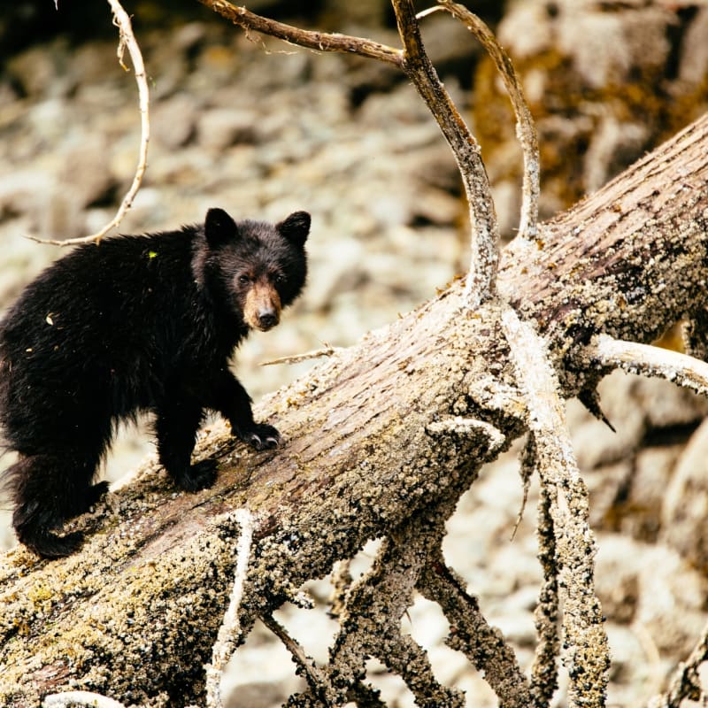Wandering bear cub - Nimmo Bay Resort