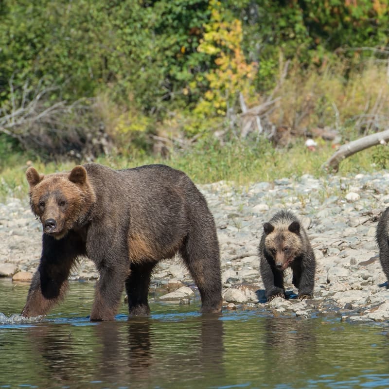 Cubs