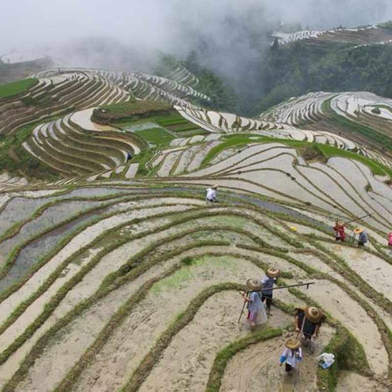 Li An Lodge   - Rice Terraces