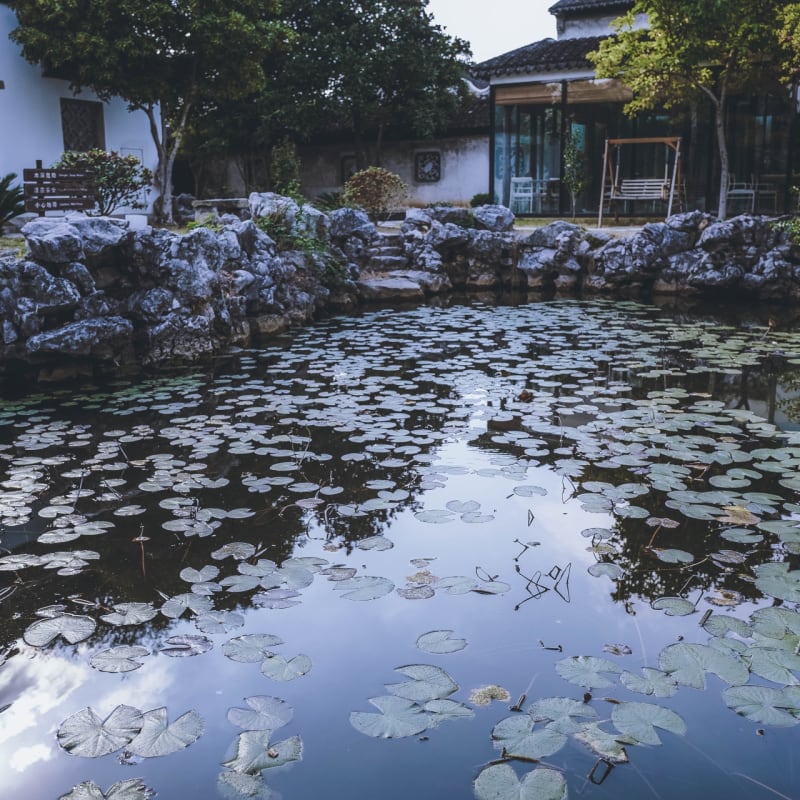 Chinese Pond 