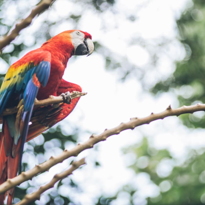 Historic Park wildlife - Hotel del Parque