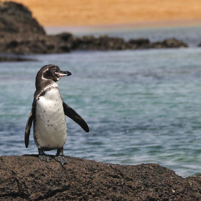 Penguin - La Pinta
