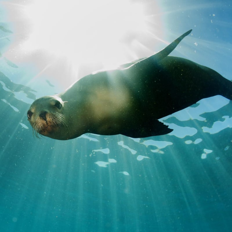 Sea lion - La Pinta