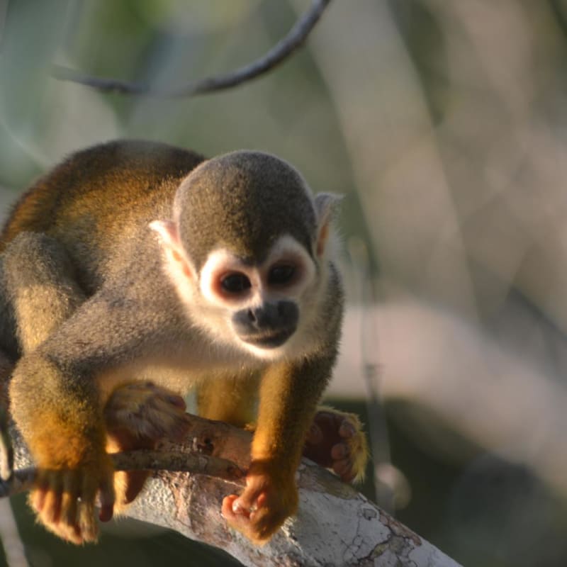 Monkey  - La Selva Jungle Lodge