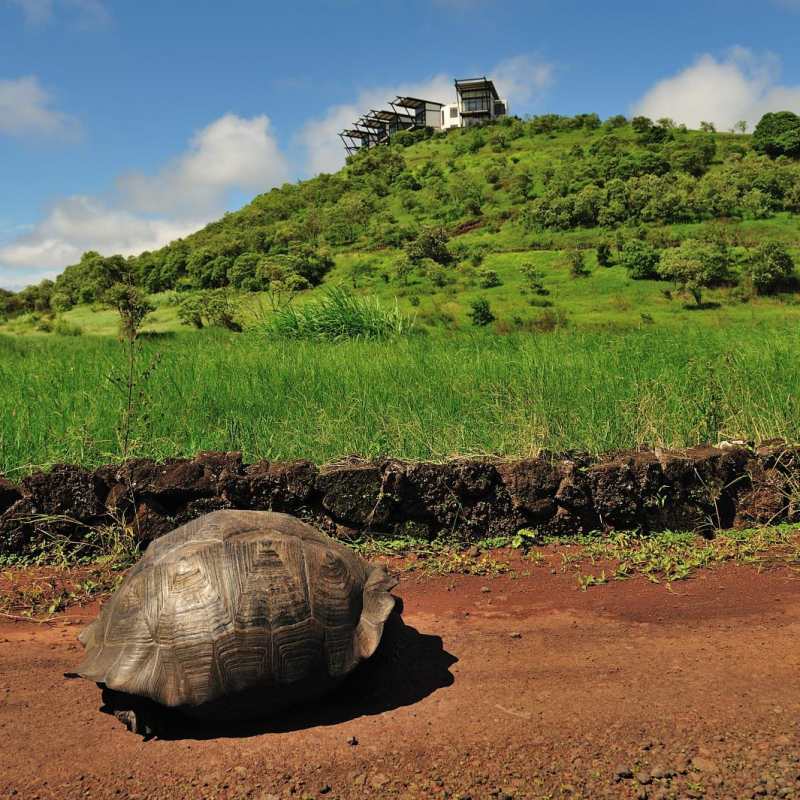 Giant tortoise - Pikaia Lodge