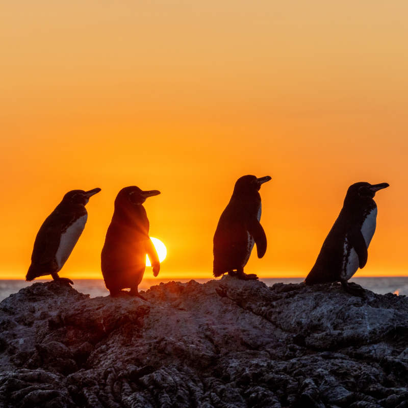 Penguins