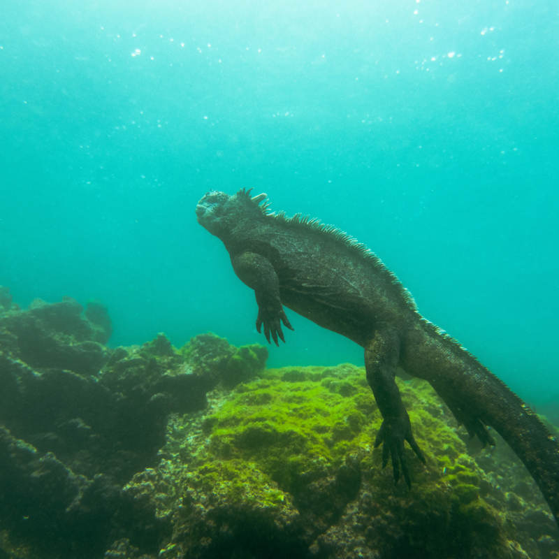 Swimming Iguana