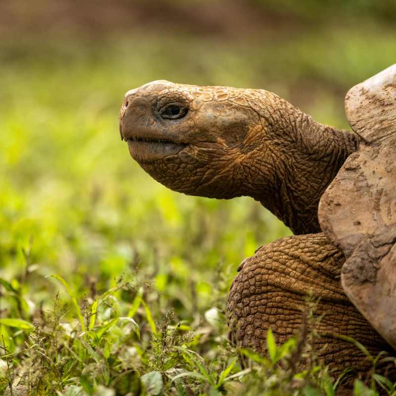 Tortoise