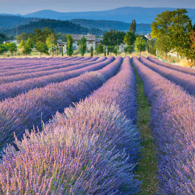 Lavender Field 