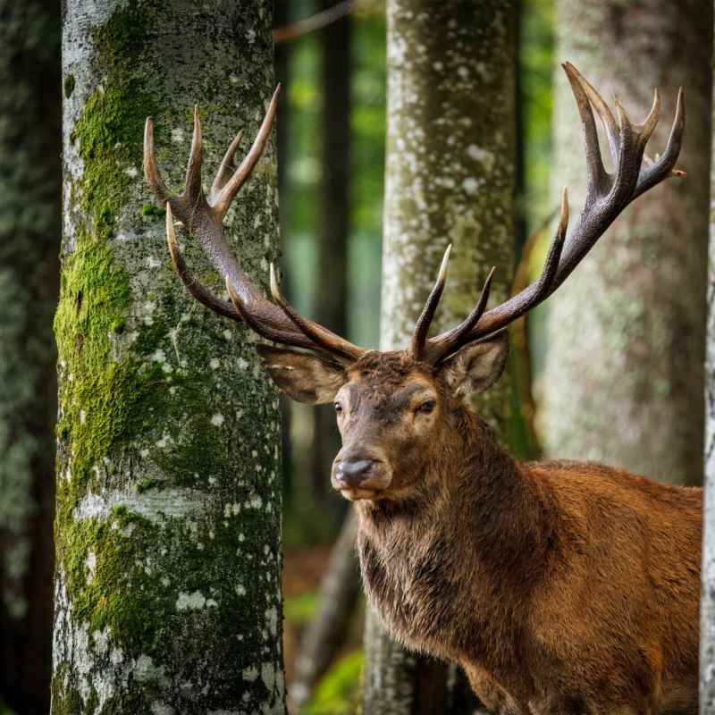 Bavarian forest