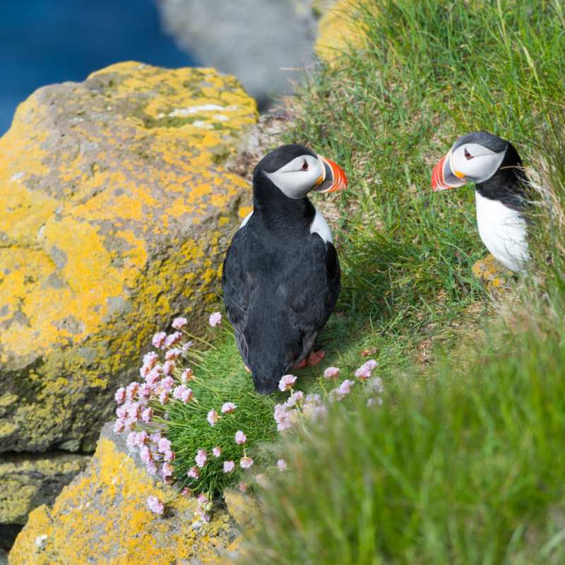 Puffins 