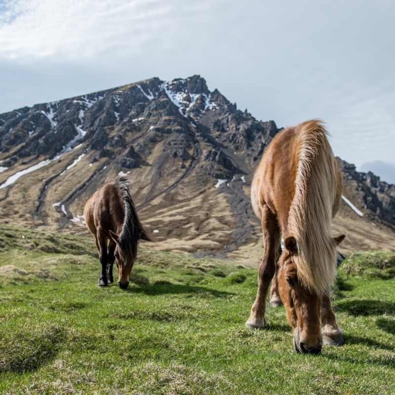 Icelandic horses 