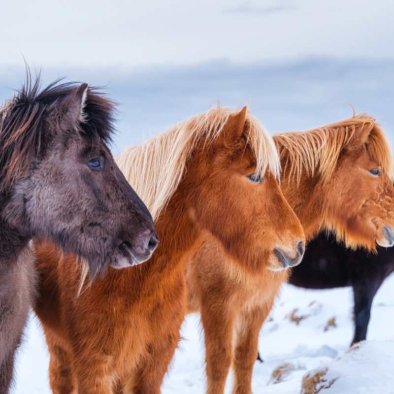 Horses 