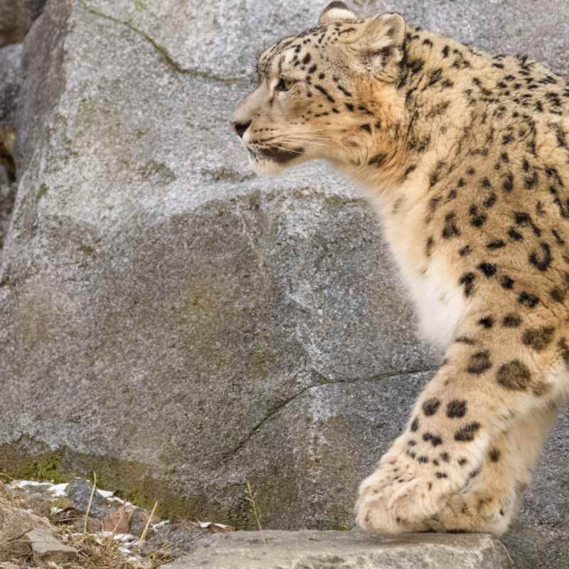 Snow Leopard - Rumbak Lodge  
