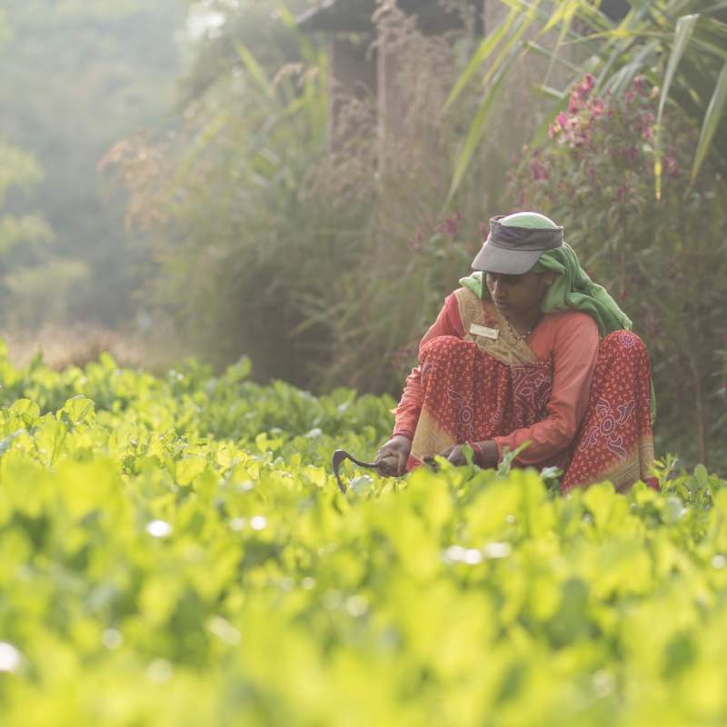 Local produce - Jehan Numa Retreat