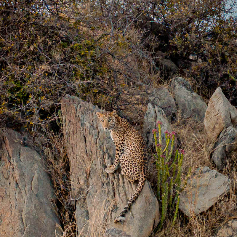 Leopard Siting - Rawla Naralai