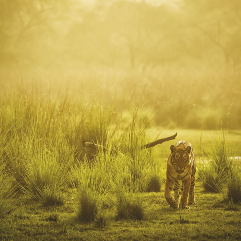 Tiger