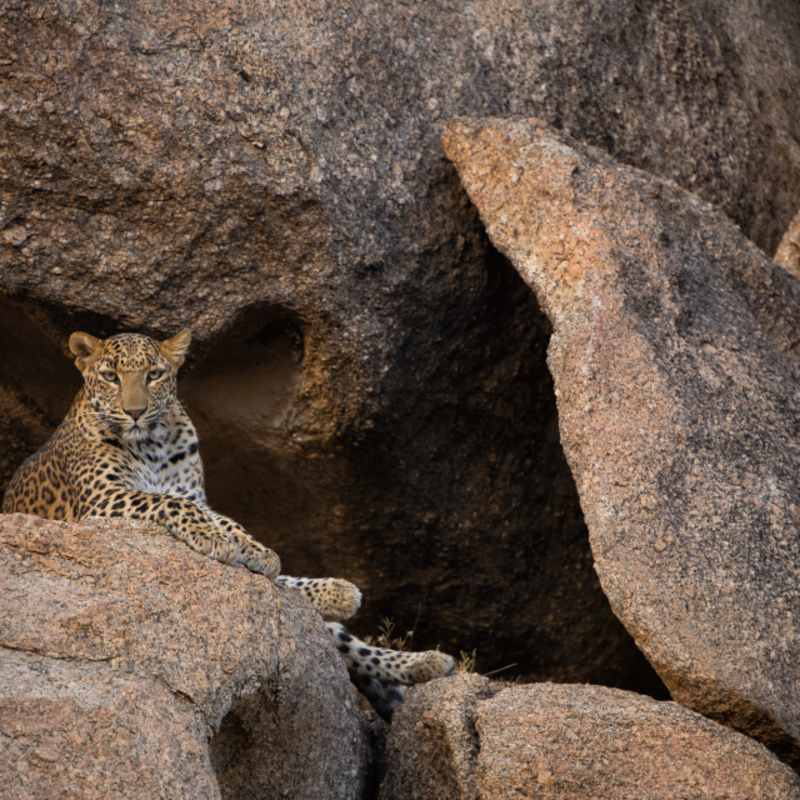 Leopard