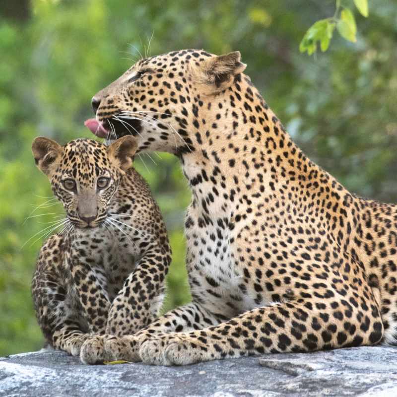 Leopard Family