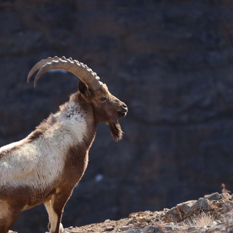 Ibex