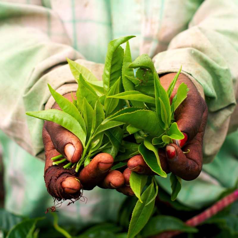 Tea - Treasures of Cochin & Tamil Nadu