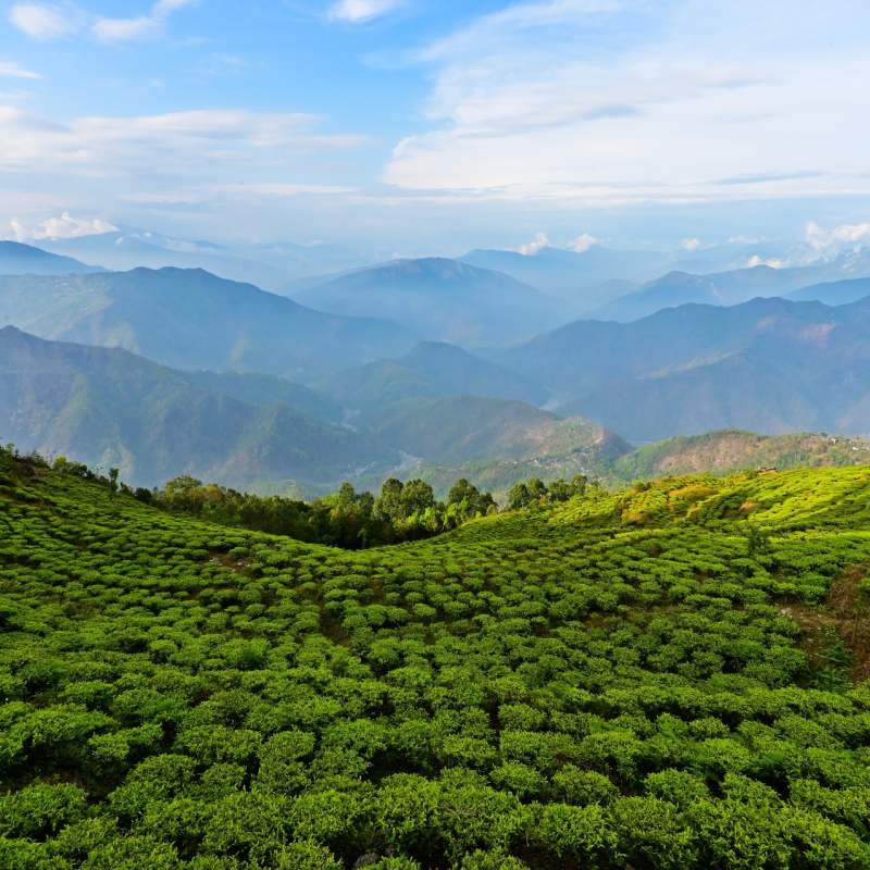 Darjeeling 