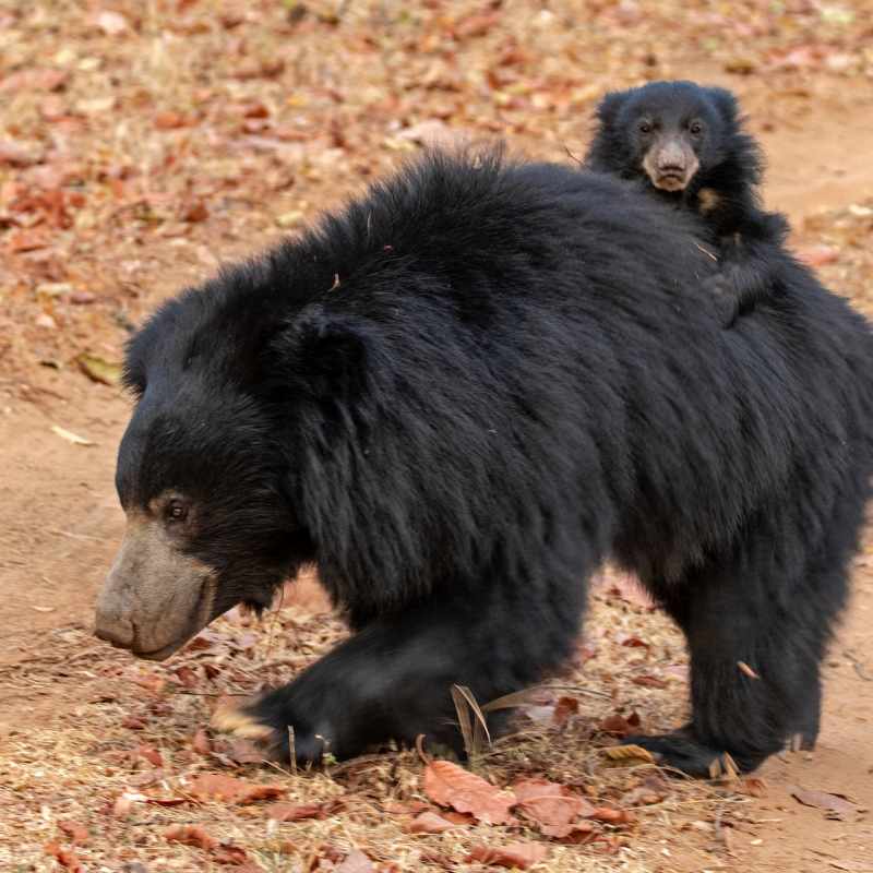 Sloth Bear- Satpura National Park 