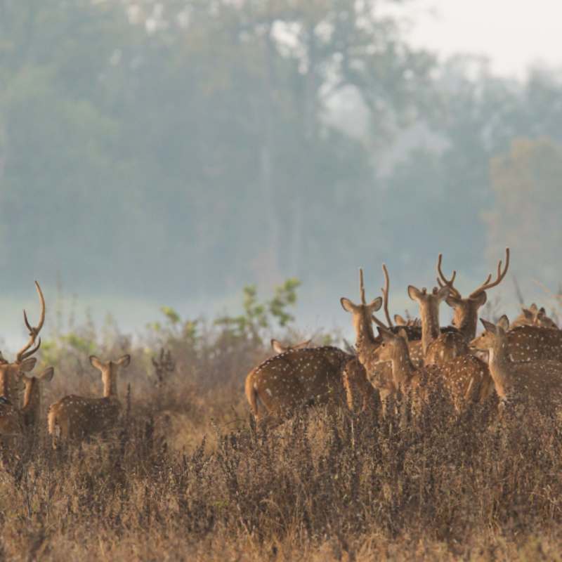 Deers - Central India