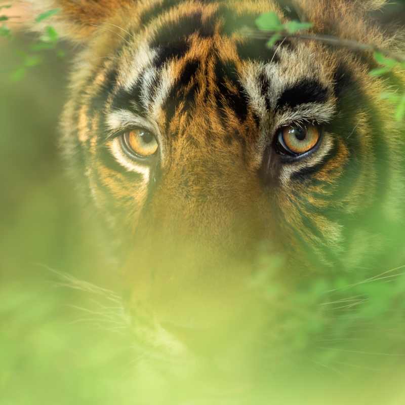 Tiger up close  