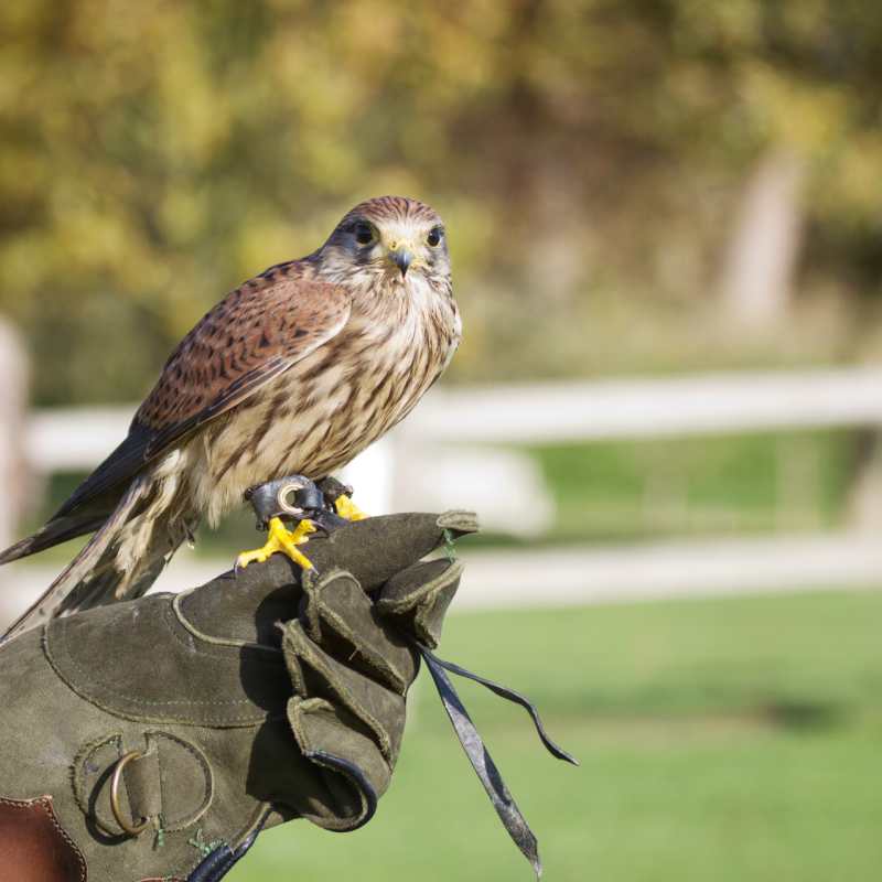 Falconery 