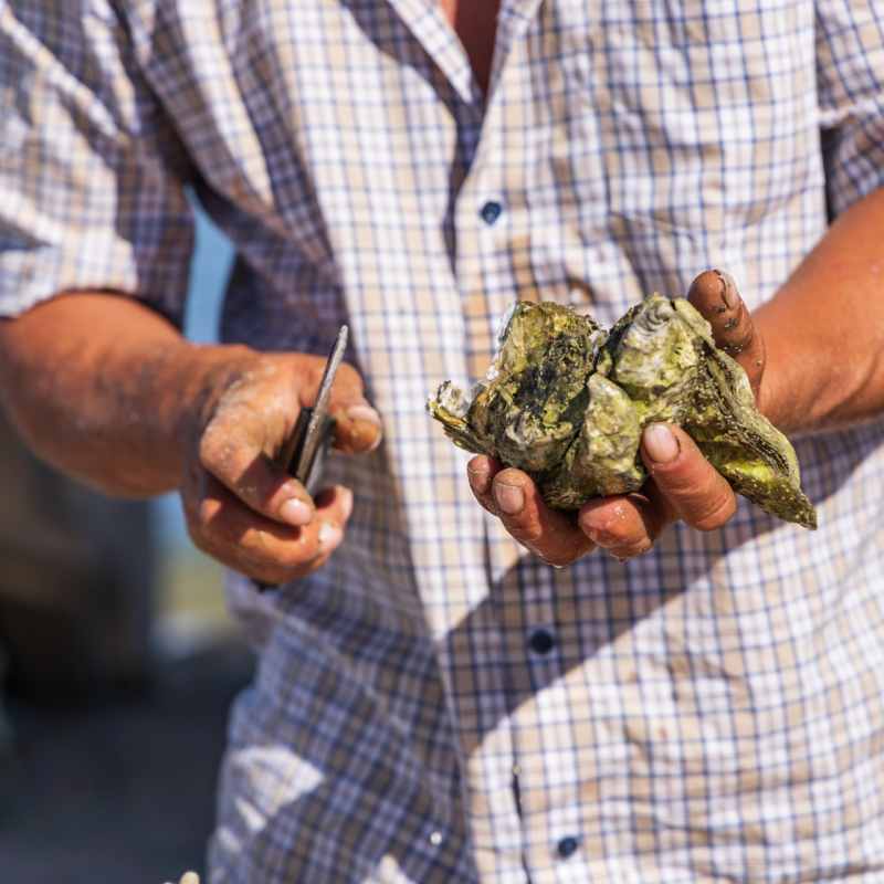 Oysters  