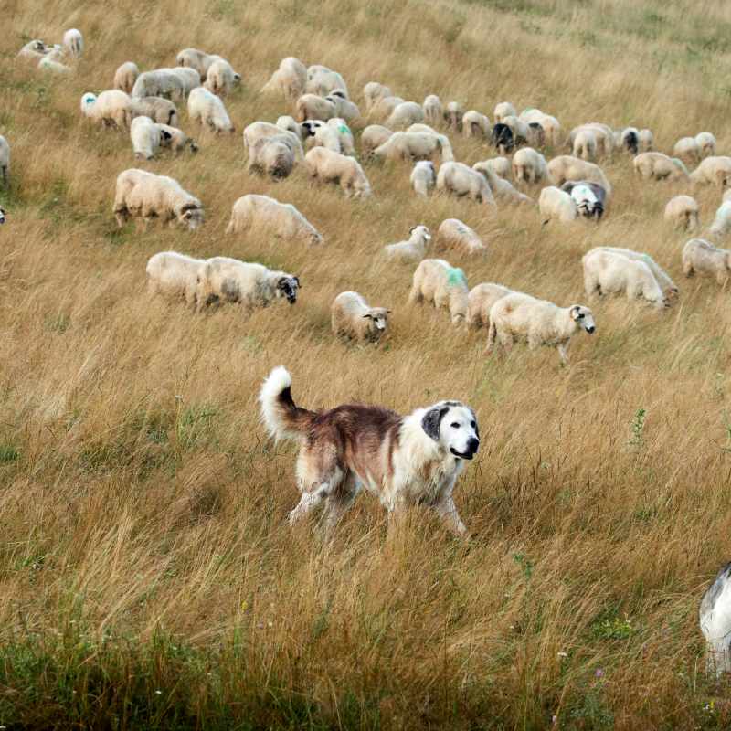 Sheepdog 