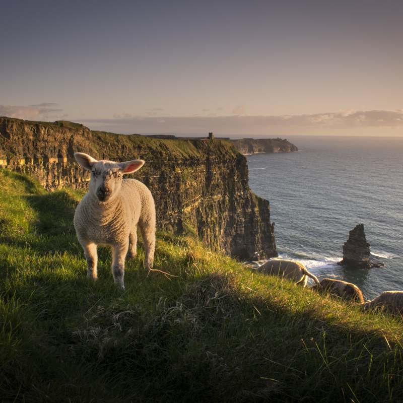 Sheep 