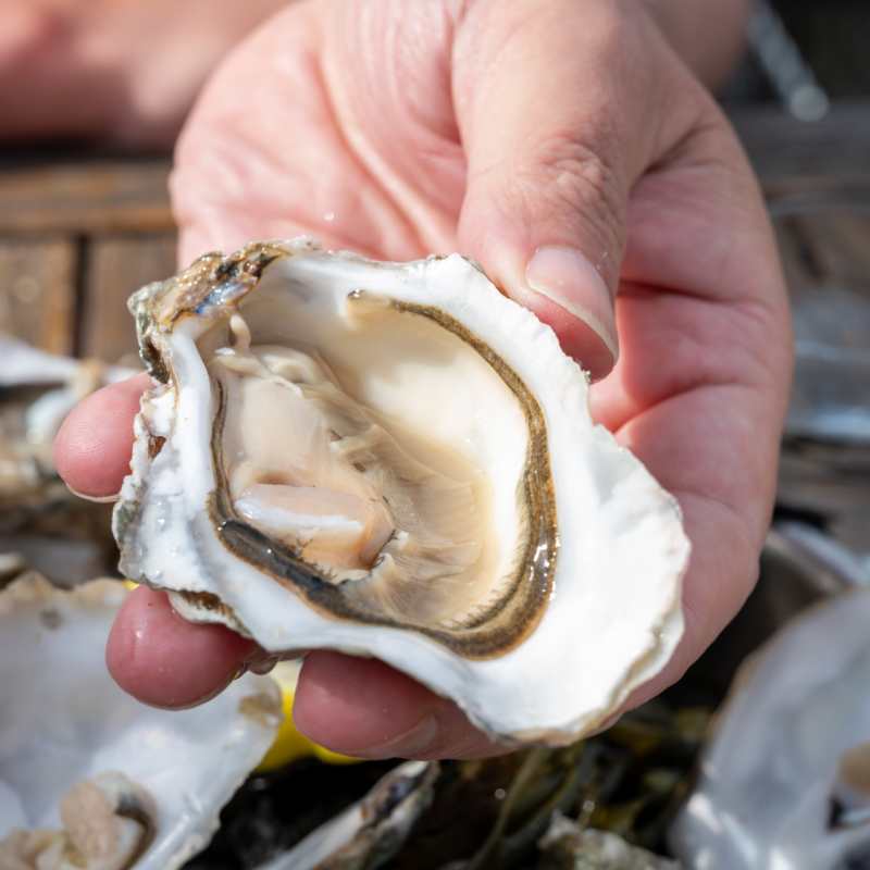 Oysters 