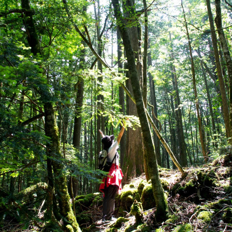 Forest - Hanz Outdoor Resort  