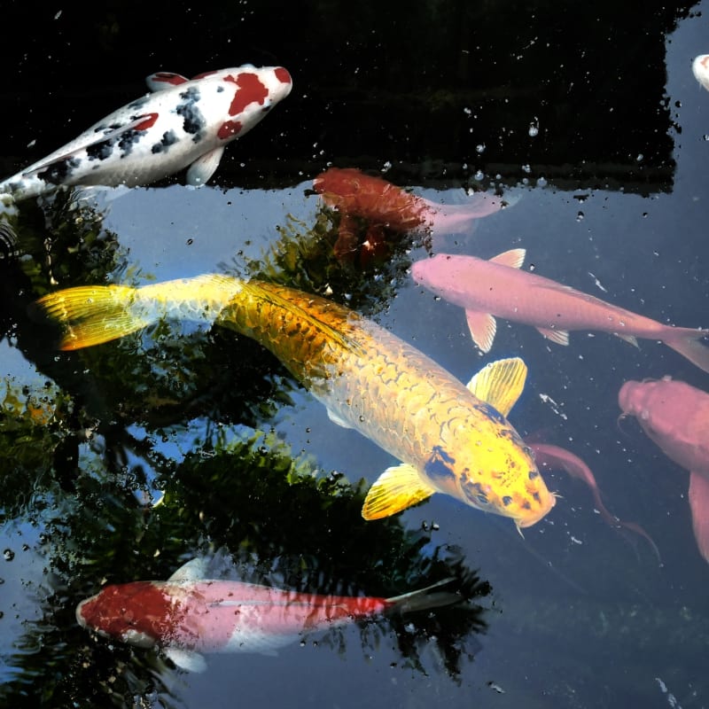 Fish - Hidatei Hanaougi