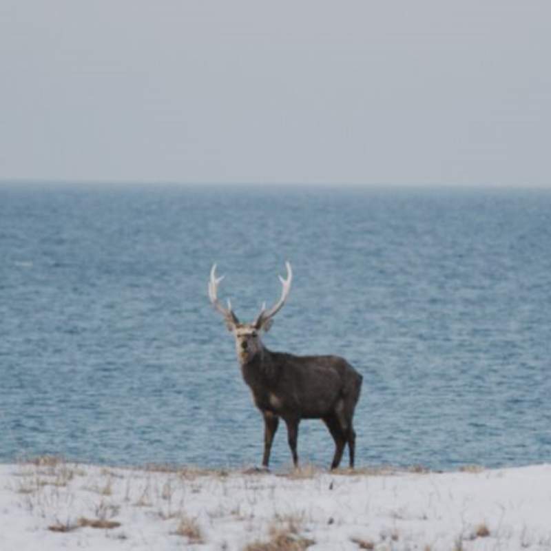 Deer near Niseko 