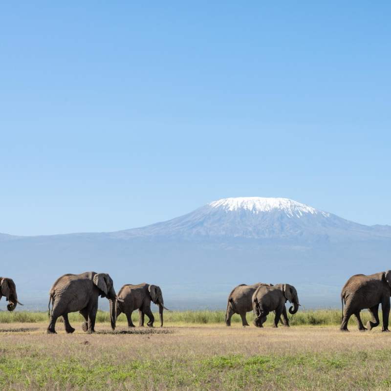 Elephants with Kili in background