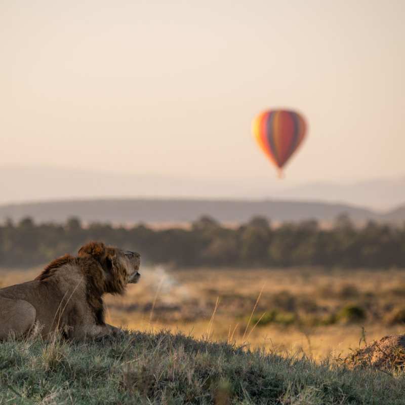 Lion roar balloon background 