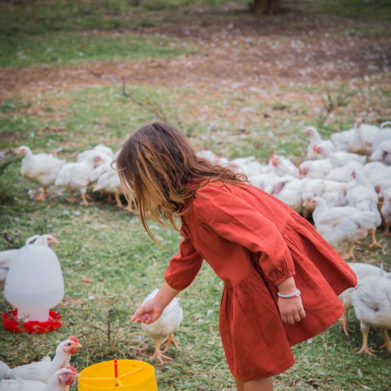 Chicken Feed