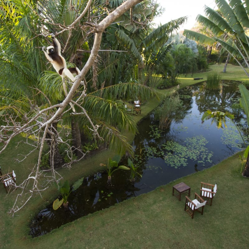 Oasis