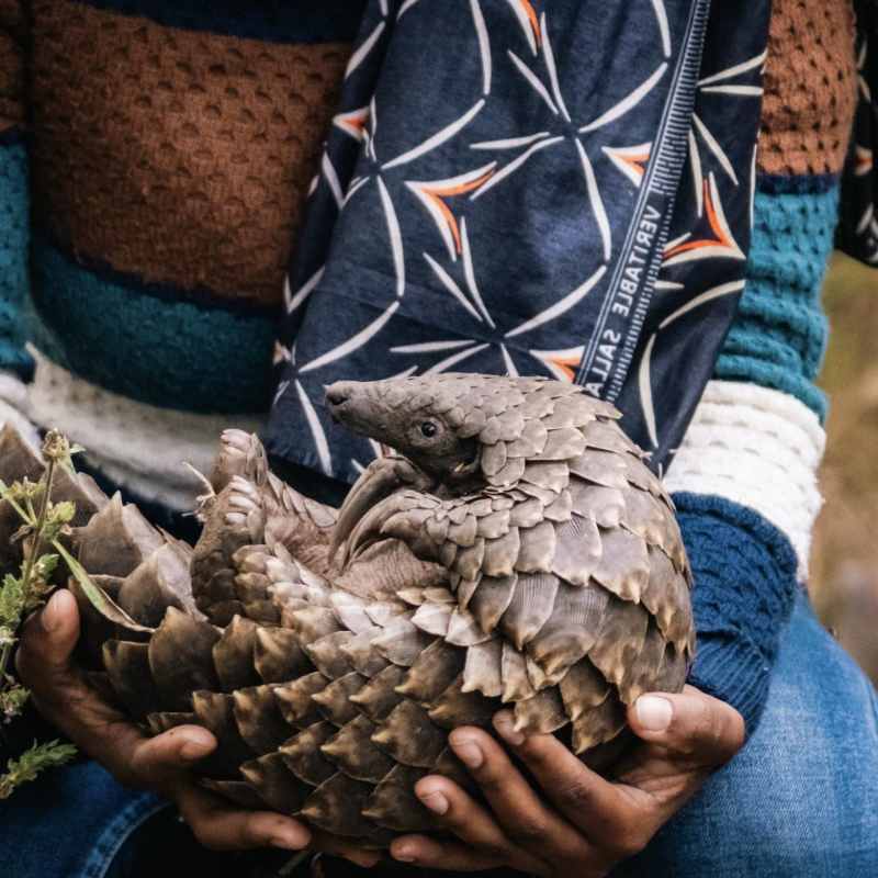 Pangolin 