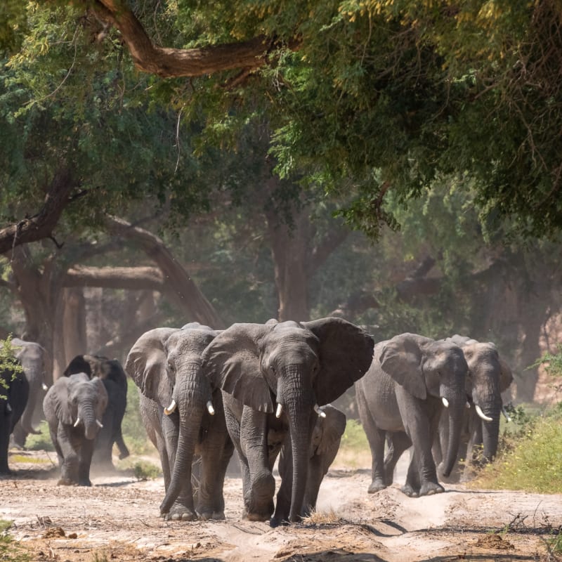 Desert-adapted elephant 